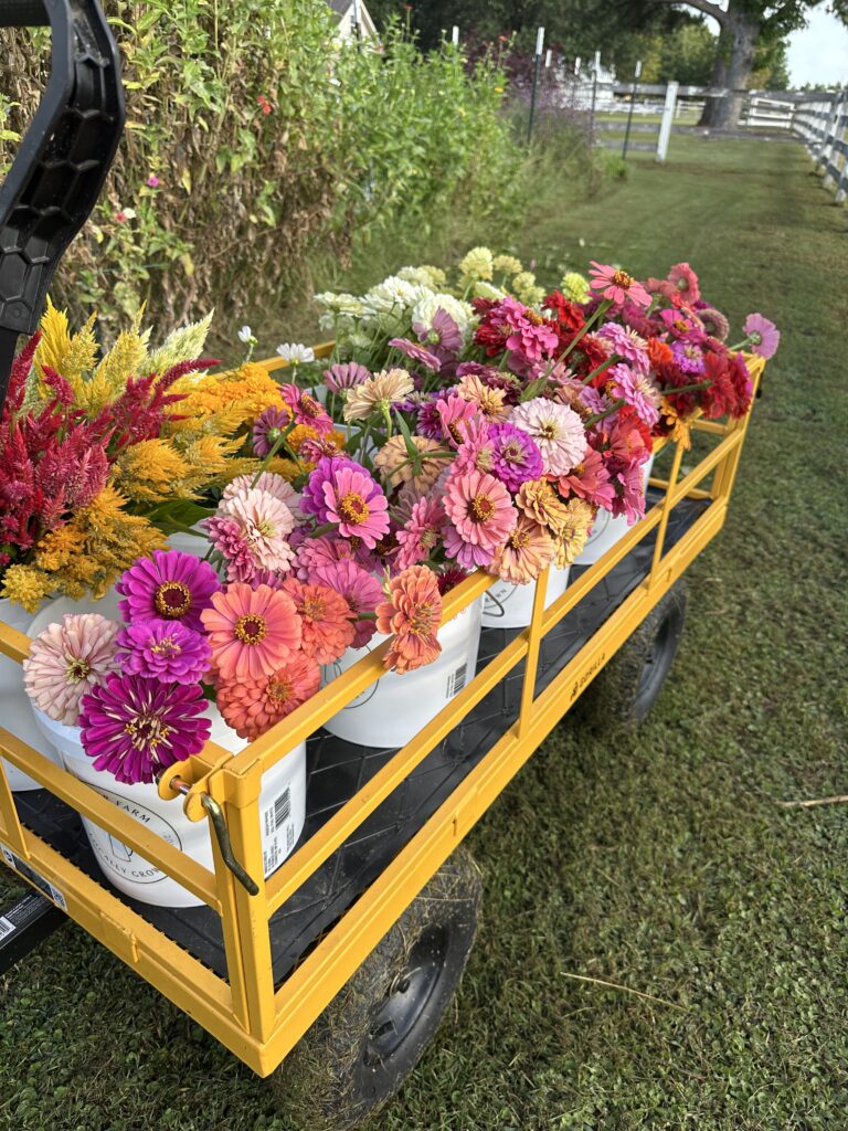 Locally grown flowers by the stem in Paris, TX